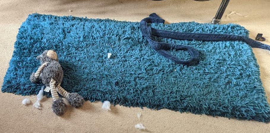 Adopting a Dog or a Cat? carpet cleaning