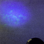 Pet Stain Carpet Cleaning in Wallasey - UV Light Detection