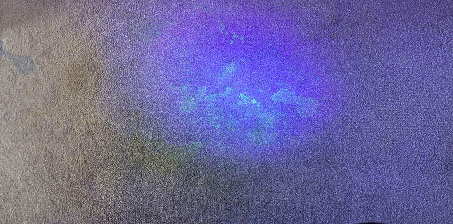 Pet Stain Carpet Cleaning in Wallasey, Wirral Using UV Light Detection