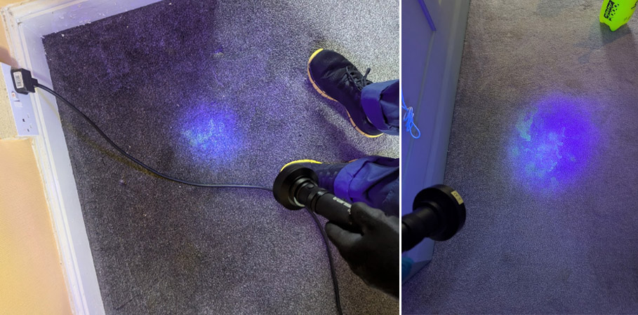 Can Professional Carpet Cleaning Remove Cat and Dog Urine Smells?